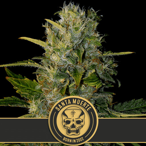 Santa Muerte Feminised Seeds