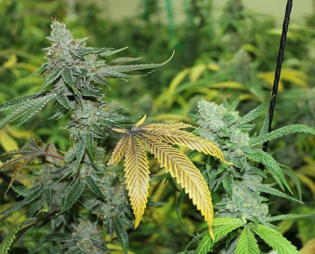 Black Triangle Regular Seeds