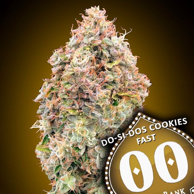 DoSiDos Cookies FAST Feminised Seeds
