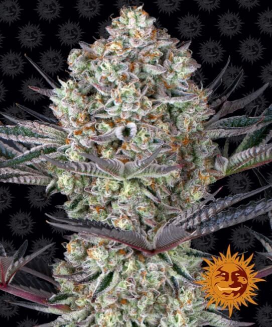 Dos Si Dos Feminised Seeds