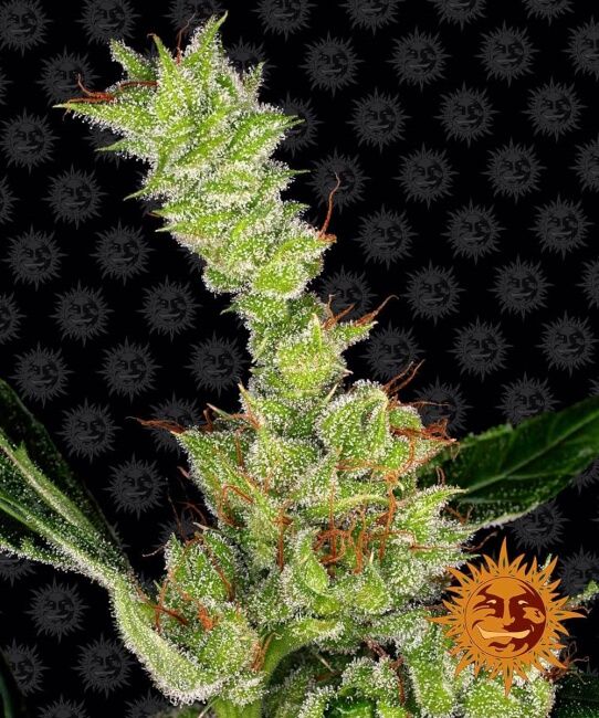 Dr Grinspoon Feminised Seeds