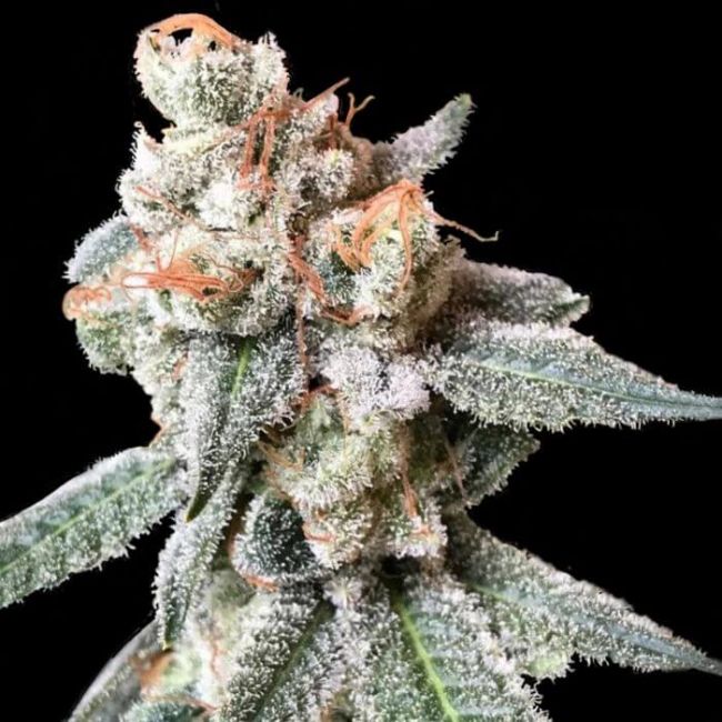 BT Feminised Seeds (Crockett Family Farms)