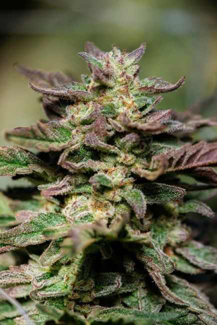 Dosidos FAST Feminised Seeds