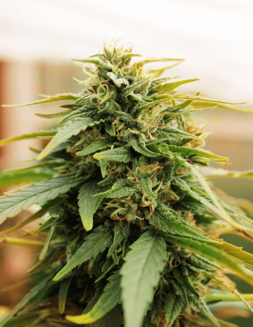 Deep Forest Super Auto Feminised Seeds