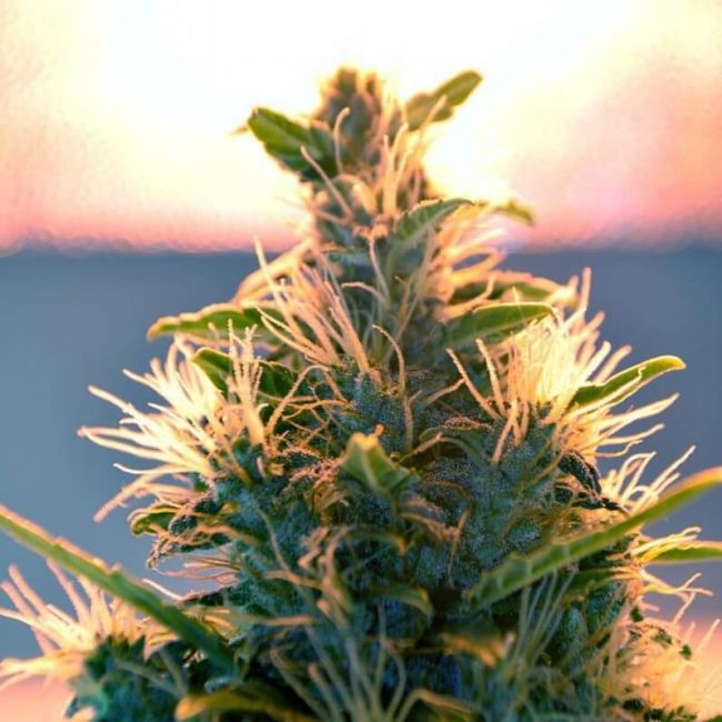 Lowryder # Auto Regular Seeds