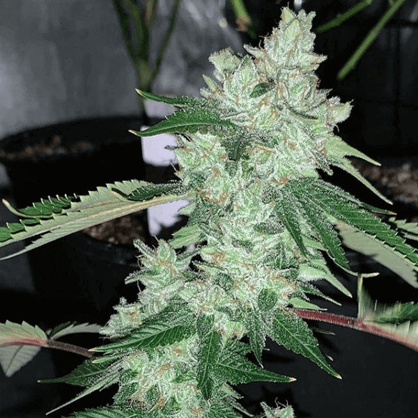 Grandma's Hashplant Regular Seeds