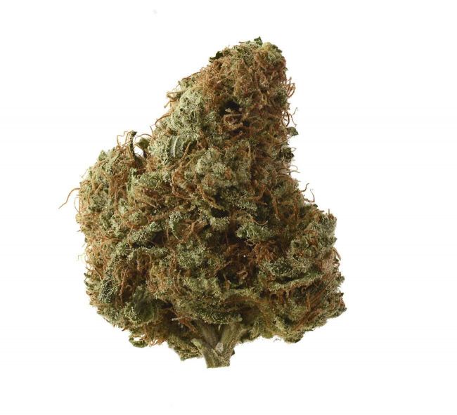 Sketch Feminised Seeds