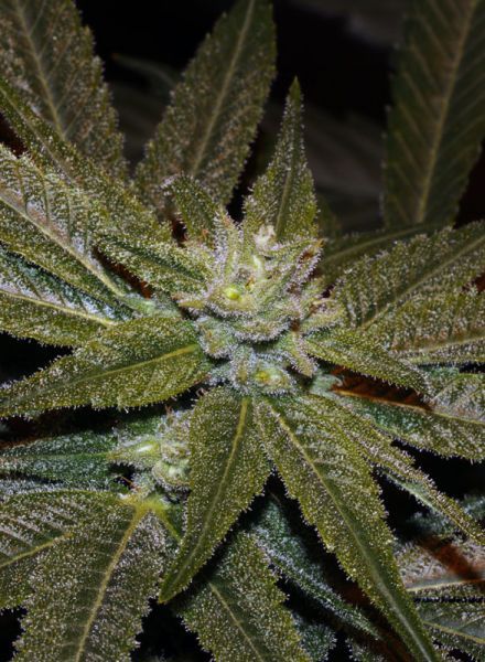 Elixir CBD Regular Seeds