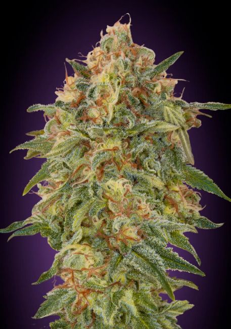 Zkittlez Feminised Seeds