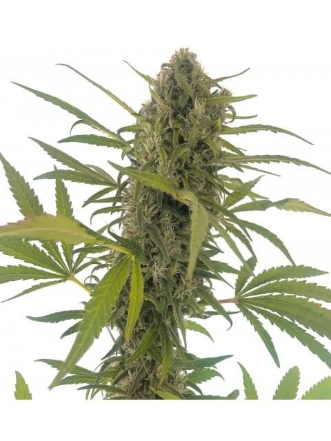 Gorilla Snow Ultra CBD Feminised Seeds