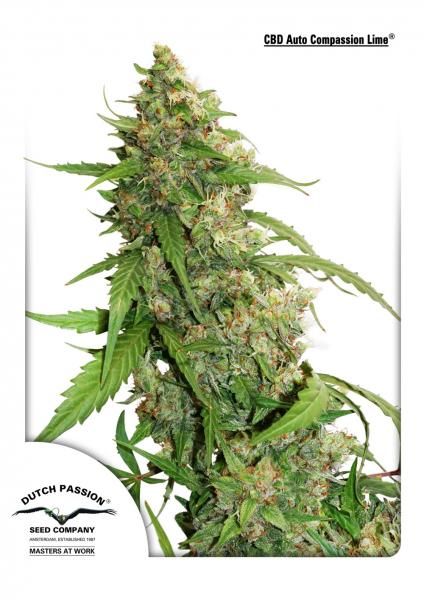 Compassion Lime CBD Auto Feminised Seeds