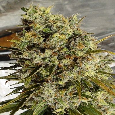 C Haze x Kali China Feminised Seeds