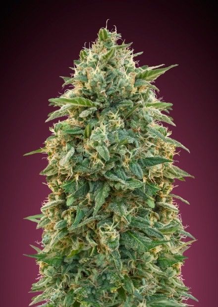Amnesia Feminised Seeds