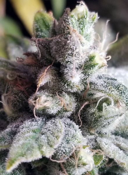 Tangie Cookies Regular Seeds