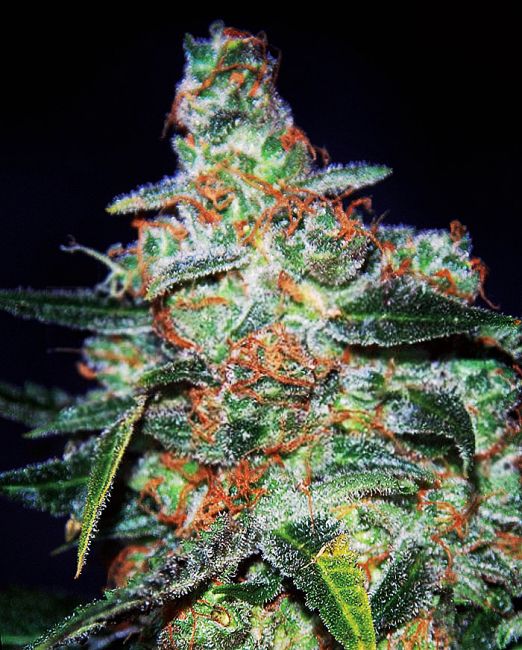 Cheese Auto Feminised Seeds