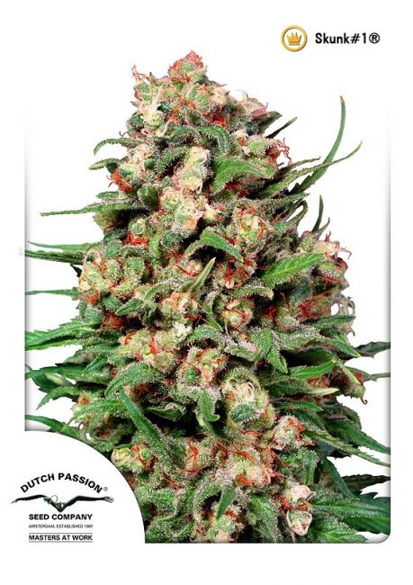 Skunk # Regular Seeds