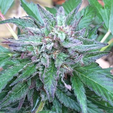 Early Bubba Regular Seeds