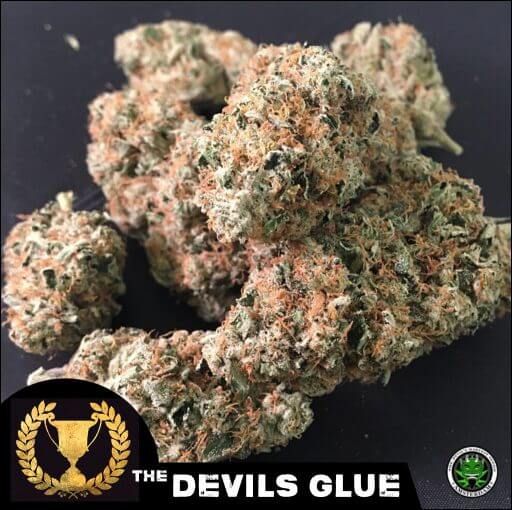 Devil's Glue Feminised Seeds
