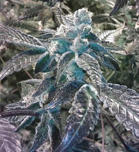 Girl Scout Cookies Feminised Seeds