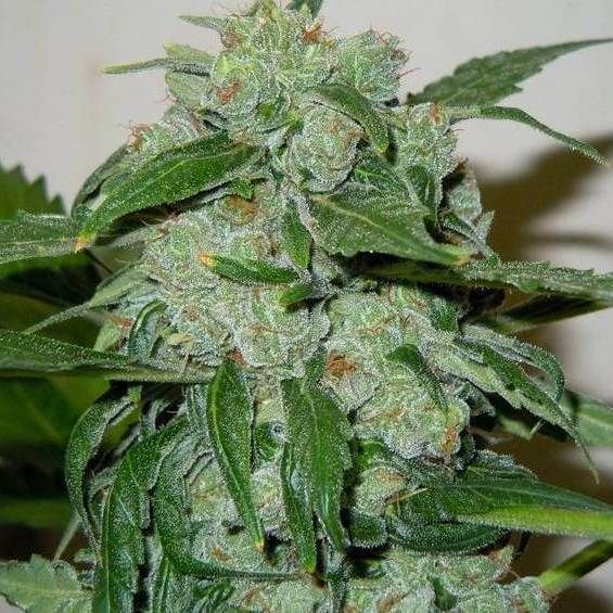 Chronic Ryder Auto Feminised Seeds