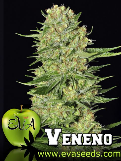 Veneno Feminised Seeds
