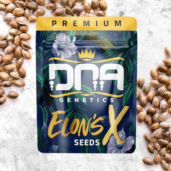 Elon’s X Regular Seeds