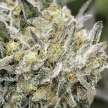 Eternal Sunshine Regular Seeds