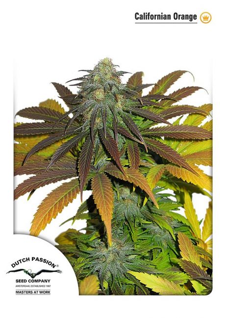 Californian Orange Feminised Seeds