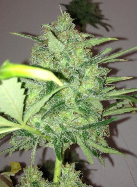 Mountain Temple Regular Seeds