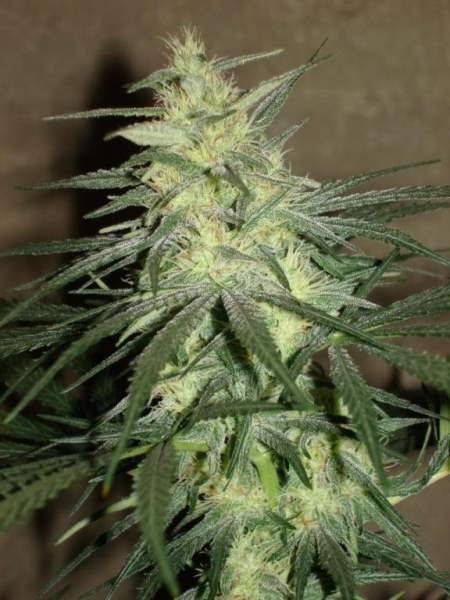 BC Mango Regular Seeds