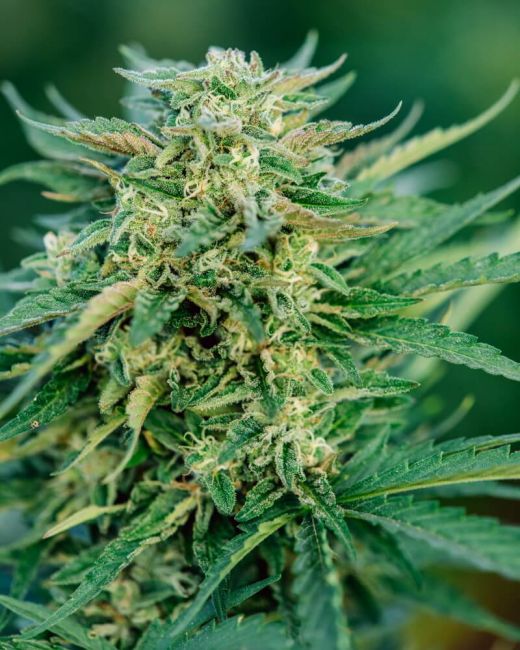 Grease Gun Auto Feminised Seeds