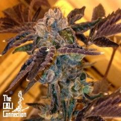 LA Cookies Feminised Seeds