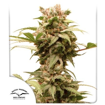 CBGForce Auto Feminised Seeds