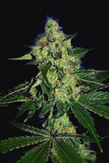 Sugar Mill Feminised Seeds (Gold Collection)