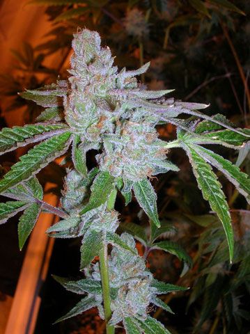 Tahoe OG Kush Feminised Seeds