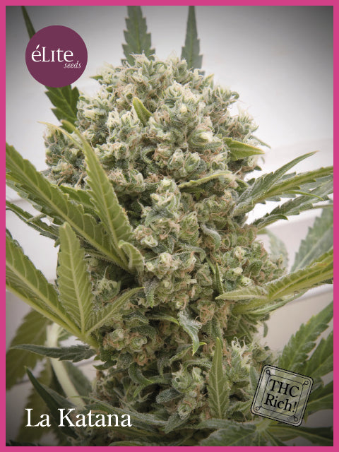 La Katana Feminised Seeds