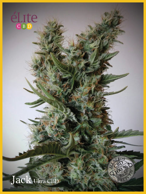 Jack Ultra CBD Feminised Seeds