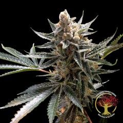 Crockett's Tangie Regular Seeds