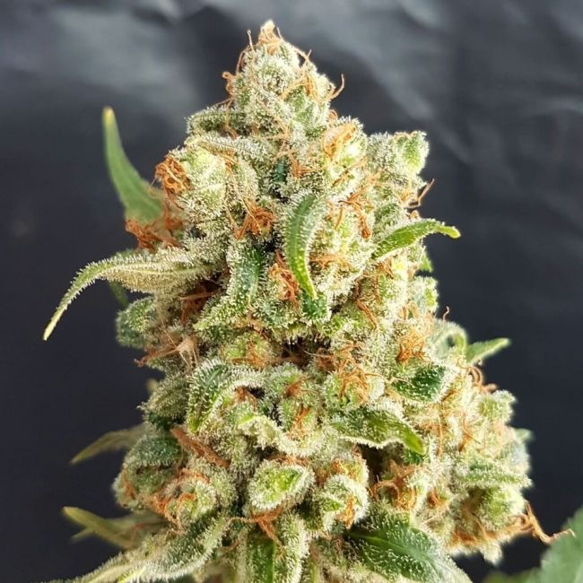 New York Diesel Auto Feminised Seeds