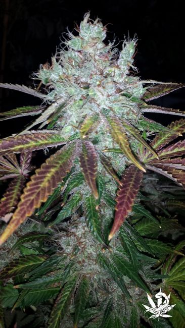 Super Lemon Jack Feminised Seeds