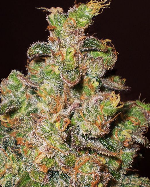 Cheese Feminised Seeds