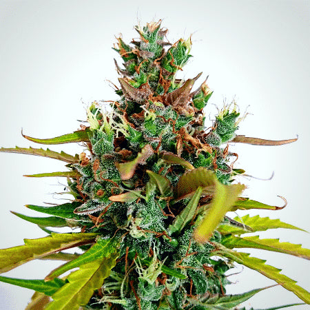 DoSiDos Auto Feminised Seeds