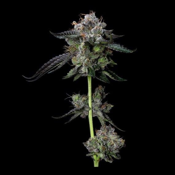 Four Prophets Regular Seeds