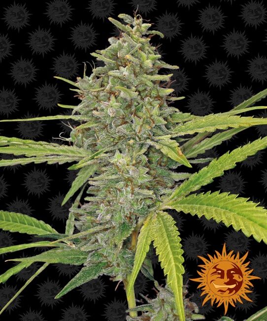 G Haze Feminised Seeds