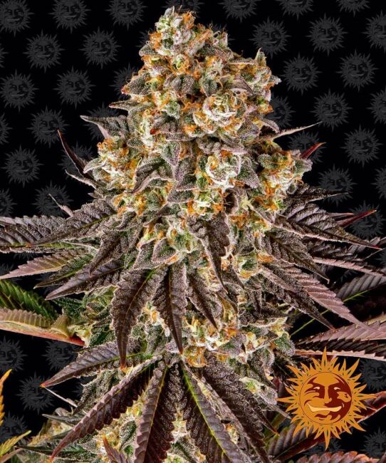 Gelato Feminised Seeds