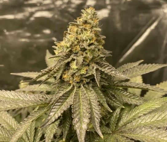 Girl Scout Cookies Auto Feminised Seeds