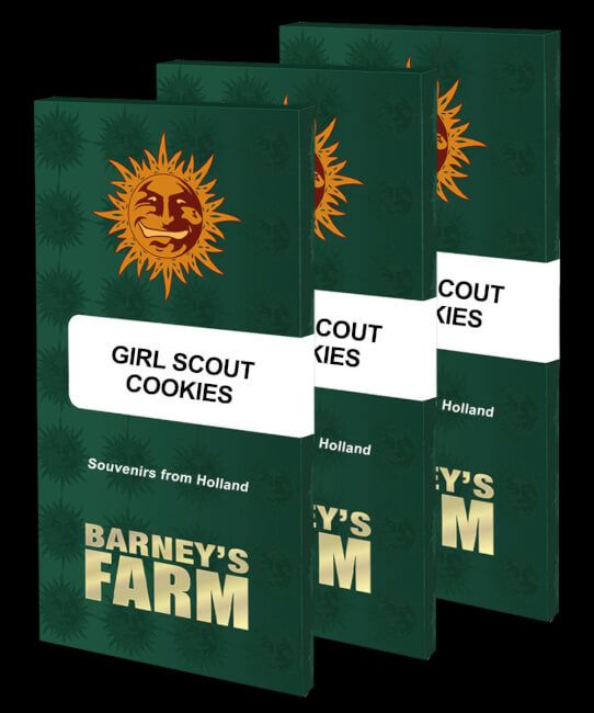 Girl Scout Cookies Feminised Seeds