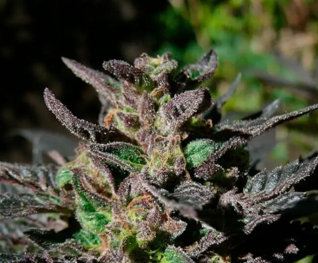 Grand Daddy Purple Feminised Seeds