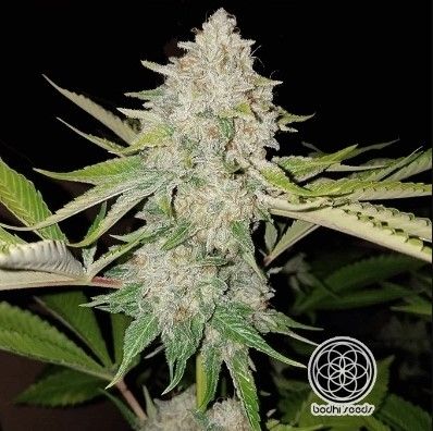 Hashplant # Regular Seeds