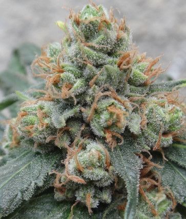 HashTonic Regular Seeds